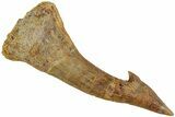 Fossil Sawfish (Onchopristis) Rostral Barb - Morocco #231006-1